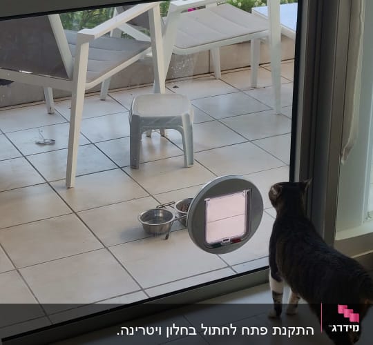 חתול מביט דרך דלת זכוכית עם פתח לחיות מחמד
